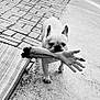 Walter is registered to the contest to win money with this photo: dog, french_bulldog, fake_arm, sidewalk, pavement, black_and_white, animal, pet, street, playful, mouth, walking, outdoor, concrete, realistic, humor, toy, canine, alone, daytime