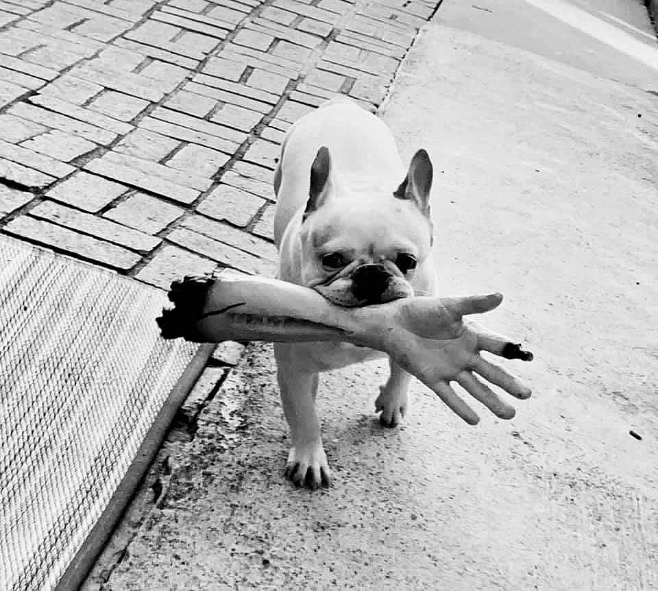 Walter is registered to the contest to win money with this photo: dog, french_bulldog, fake_arm, sidewalk, pavement, black_and_white, animal, pet, street, playful, mouth, walking, outdoor, concrete, realistic, humor, toy, canine, alone, daytime