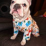 dog, french_bulldog, pajamas, animal_print, indoor, couch, pet, cute, sitting, white_dog, brown_eyes, ears, snout, paw, fabric, fan, home, cozy, portrait, animal