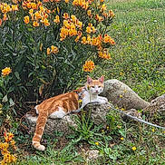 Yoshi participe au concours pour gagner de l'argent avec cette photo : cat, orange_cat, rock, flowers, orange_flowers, greenery, grass, outdoor, nature, leash, animal, pet, relaxed, curious, garden, flora, wildflowers, summer, resting, daytime