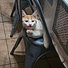 Yoshi participe au concours pour gagner de l'argent avec cette photo : cat, orange_and_white_cat, chair, metal_chair, floor_tiles, tablecloth, indoor, pet, animal, paw, resting, curious, feline, domestic_cat, looking, cozy, home, quiet, relaxed, table