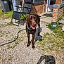 dog, brown_dog, outdoor, gravel, grass, chair, garden_hose, brick_wall, window, door, shadow, sunny, pet, happy, tongue_out, reclining_chair, yard, plant_pot, trash_bins, house