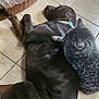 dog, cat, tile_floor, indoor, resting, pet, brown_dog, gray_tabby_cat, fur, paw, fireplace, brick, collar, animal_companions, cute, relaxing, home, floor, sleeping, domestic_animals