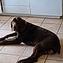 Hatchi participe au concours pour gagner de l'argent avec cette photo : dog, brown_dog, lying_down, tile_floor, kitchen, cabinet, pet, canine, domestic_animal, floor, indoor, looking_back, relaxed, animal, mammal, companion, ears, tail, paws, quiet