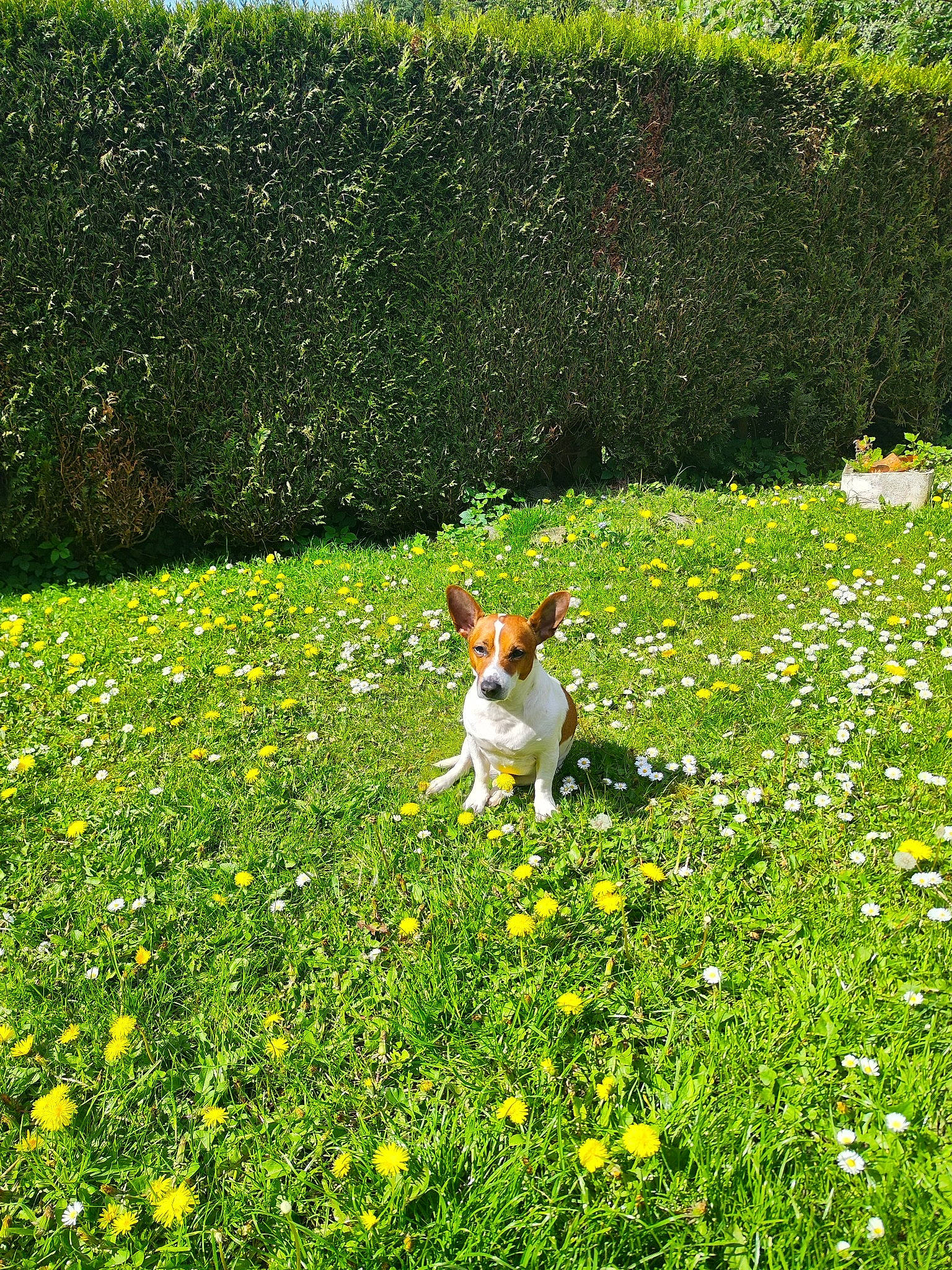 Bandit a rejoint le concours — aidez-le/la à gagner de superbes lots ! botany, carnivore, companion_dog, dog, dog_breed, fawn, flower, grass, grass_family, grassland, groundcover, landscape, lawn, meadow, natural_landscape, pasture, people_in_nature, plant, shrub, tail