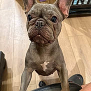 Diamond is registered to the contest to win money with this photo: french_bulldog, dog, pet, indoor, floor, wooden_floor, ears, face, paws, looking_up, curious, animal, canine, mammal, domestic_animal, close_up, front_view, chair, black_chair, home