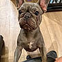 french_bulldog, dog, pet, indoor, floor, wooden_floor, ears, face, paws, looking_up, curious, animal, canine, mammal, domestic_animal, close_up, front_view, chair, black_chair, home
