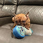 Luna joined the competition — help win amazing prizes! dog, french_bulldog, plush_toy, couch, leather, brown, pet, indoor, playful, bite, closeup, animal, cute, toy, resting, fun, home, relaxed, small_dog, fur