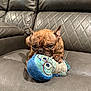 dog, french_bulldog, plush_toy, couch, leather, brown, pet, indoor, playful, bite, closeup, animal, cute, toy, resting, fun, home, relaxed, small_dog, fur