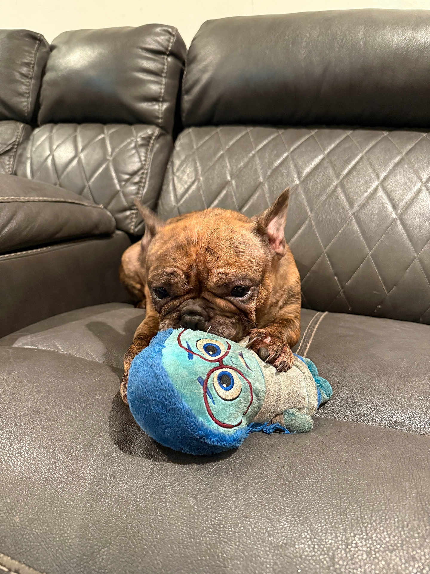 Luna joined the competition — help win amazing prizes! dog, french_bulldog, plush_toy, couch, leather, brown, pet, indoor, playful, bite, closeup, animal, cute, toy, resting, fun, home, relaxed, small_dog, fur