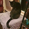 animal, black_cat, cat, chair, crisps, curtain, ears, feline, indoors, leather_chair, living_room, pet, portrait, shelf, sitting, snacks, tail, towel, window, wood_floor