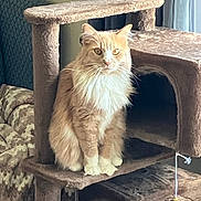 Leo is registered to the contest to win money with this photo: cat, cat_tree, orange_cat, white_cat, fluffy, indoor, pet, furniture, curtains, blanket, cozy, living_room, animal, sitting, looking, carpeted, domestic_cat, cute, feline, home