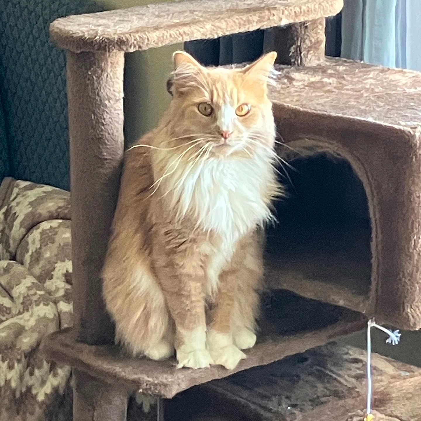Leo is registered to the contest to win money with this photo: animal, blanket, carpeted, cat, cat_tree, cozy, curtains, cute, domestic_cat, feline, fluffy, furniture, home, indoor, living_room, looking, orange_cat, pet, sitting, white_cat