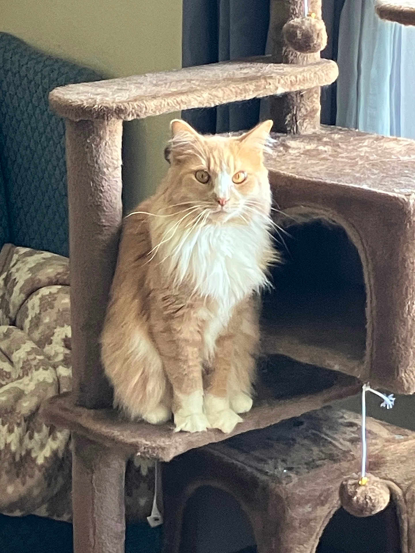 Leo is registered to the contest to win money with this photo: cat, cat_tree, orange_cat, white_cat, fluffy, indoor, pet, furniture, curtains, blanket, cozy, living_room, animal, sitting, looking, carpeted, domestic_cat, cute, feline, home
