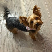 Gabbie is registered to the contest to win money with this photo: adorable, animal, brown_and_black, canine, companion, curious, cute, dog, domestic_animal, ears, floor, fur, indoor, looking_up, pet, playful, small_dog, standing, tail, wooden_floor