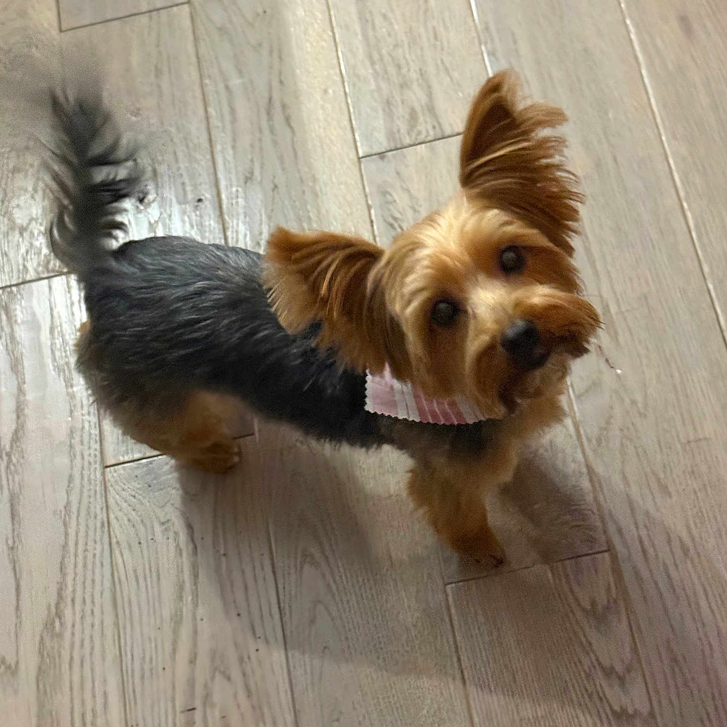 Gabbie is registered to the contest to win money with this photo: adorable, animal, brown_and_black, canine, companion, curious, cute, dog, domestic_animal, ears, floor, fur, indoor, looking_up, pet, playful, small_dog, standing, tail, wooden_floor