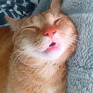 Gustavo is registered to the contest to win money with this photo: cat, ginger_cat, sleeping, close_up, pet, whiskers, feline, mouth_open, teeth, soft_blanket, cozy, resting, fur, animal, indoors, cute, relaxed, face, nose, ear