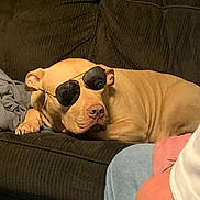Arlo is registered to the contest to win money with this photo: dog, pitbull, sunglasses, couch, indoor, pet, relaxed, sleepy, brown_coat, living_room, furniture, paw, nose, ear, sunglasses_reflection, human_arm, denim, shirt, blanket, portrait