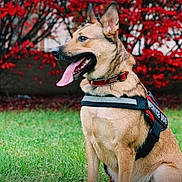 Nyla is registered to the contest to win money with this photo: dog, service_dog, animal, pet, outdoor, grass, red_leaves, nature, canine, tongue_out, harness, collar, alert, sitting, fur, ears_up, daylight, background, mammal, side_view