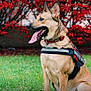 dog, service_dog, animal, pet, outdoor, grass, red_leaves, nature, canine, tongue_out, harness, collar, alert, sitting, fur, ears_up, daylight, background, mammal, side_view
