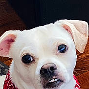Denerow is registered to the contest to win money with this photo: animal, bandana, closeup, companion, cute, dog, domestic_animal, ears, expression, face, floor, fur, indoor, looking, pet, portrait, red_bandana, sitting, white_dog, wooden_floor