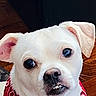 animal, bandana, closeup, companion, cute, dog, domestic_animal, ears, expression, face, floor, fur, indoor, looking, pet, portrait, red_bandana, sitting, white_dog, wooden_floor