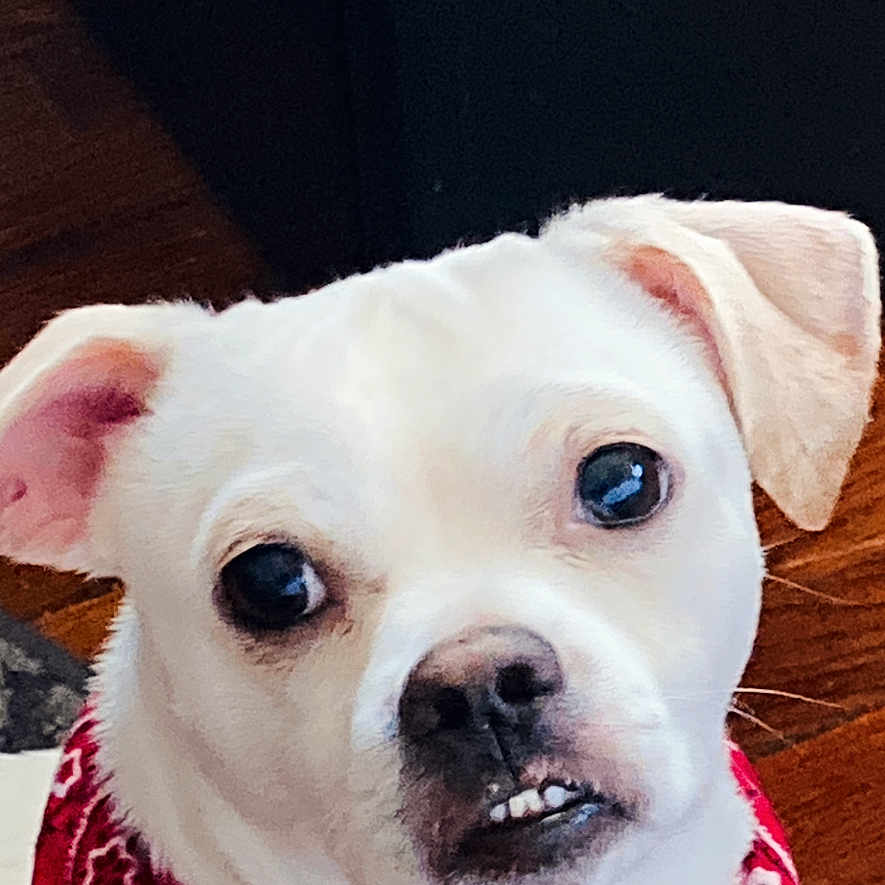 Denerow is registered to the contest to win money with this photo: animal, bandana, closeup, companion, cute, dog, domestic_animal, ears, expression, face, floor, fur, indoor, looking, pet, portrait, red_bandana, sitting, white_dog, wooden_floor