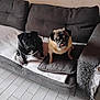 two_dogs, pug, black_pug, fawn_pug, sofa, cushion, blanket, tiled_floor, living_room, upholstery_damage, pet, companion, sitting, looking_up, tongue_out, indoor, cozy, paws, short_muzzle, portrait