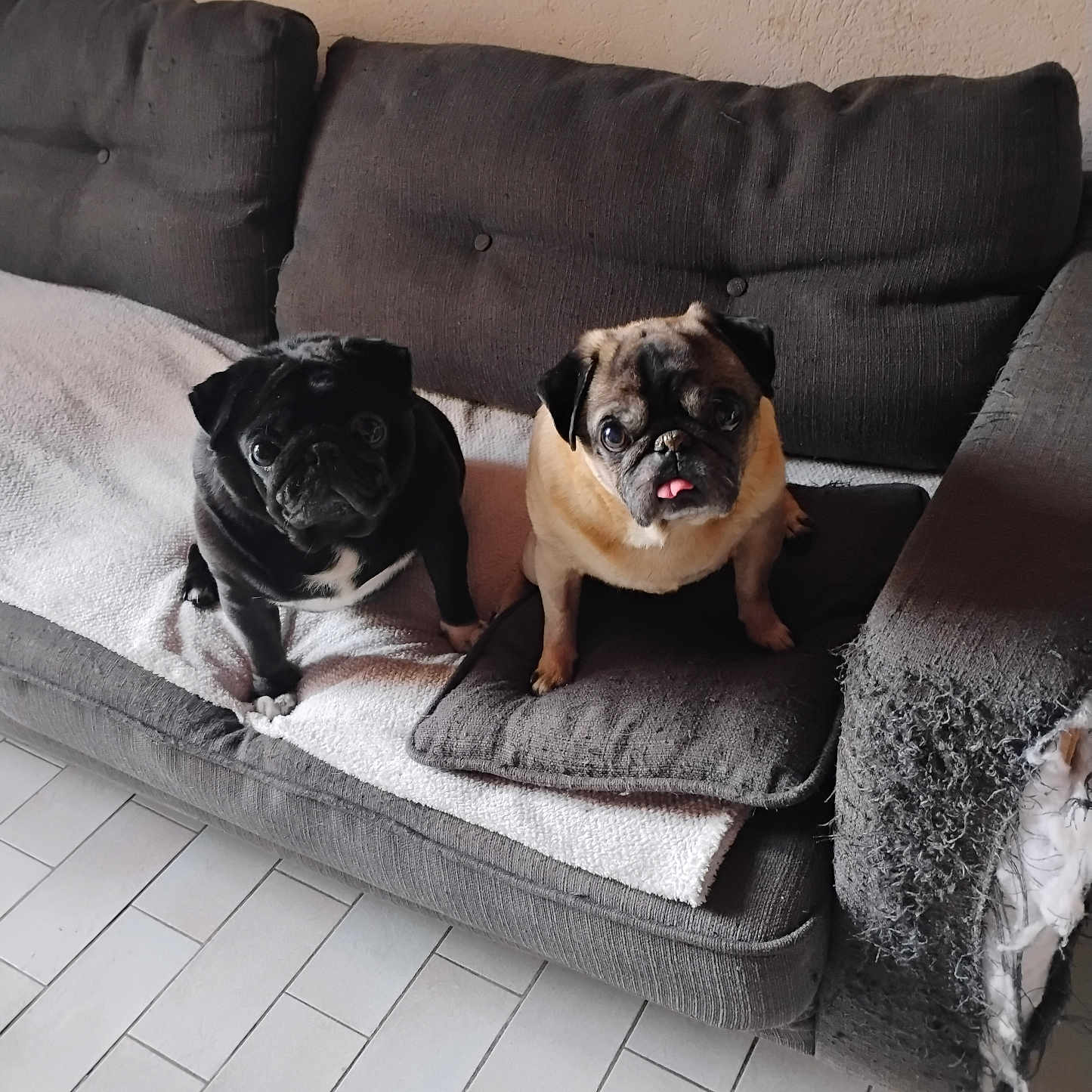 Mopi Pumba participe au concours pour gagner de l'argent avec cette photo : black_pug, blanket, companion, cozy, cushion, fawn_pug, indoor, living_room, looking_up, paws, pet, portrait, pug, short_muzzle, sitting, sofa, tiled_floor, tongue_out, two_dogs, upholstery_damage