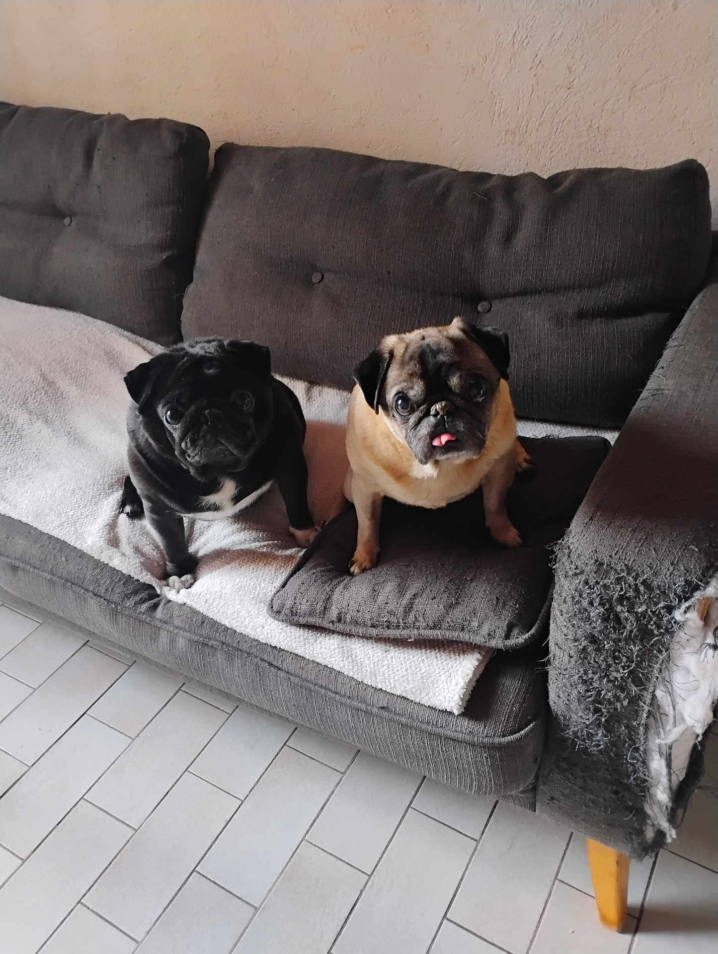 Mopi Pumba participe au concours pour gagner de l'argent avec cette photo : two_dogs, pug, black_pug, fawn_pug, sofa, cushion, blanket, tiled_floor, living_room, upholstery_damage, pet, companion, sitting, looking_up, tongue_out, indoor, cozy, paws, short_muzzle, portrait
