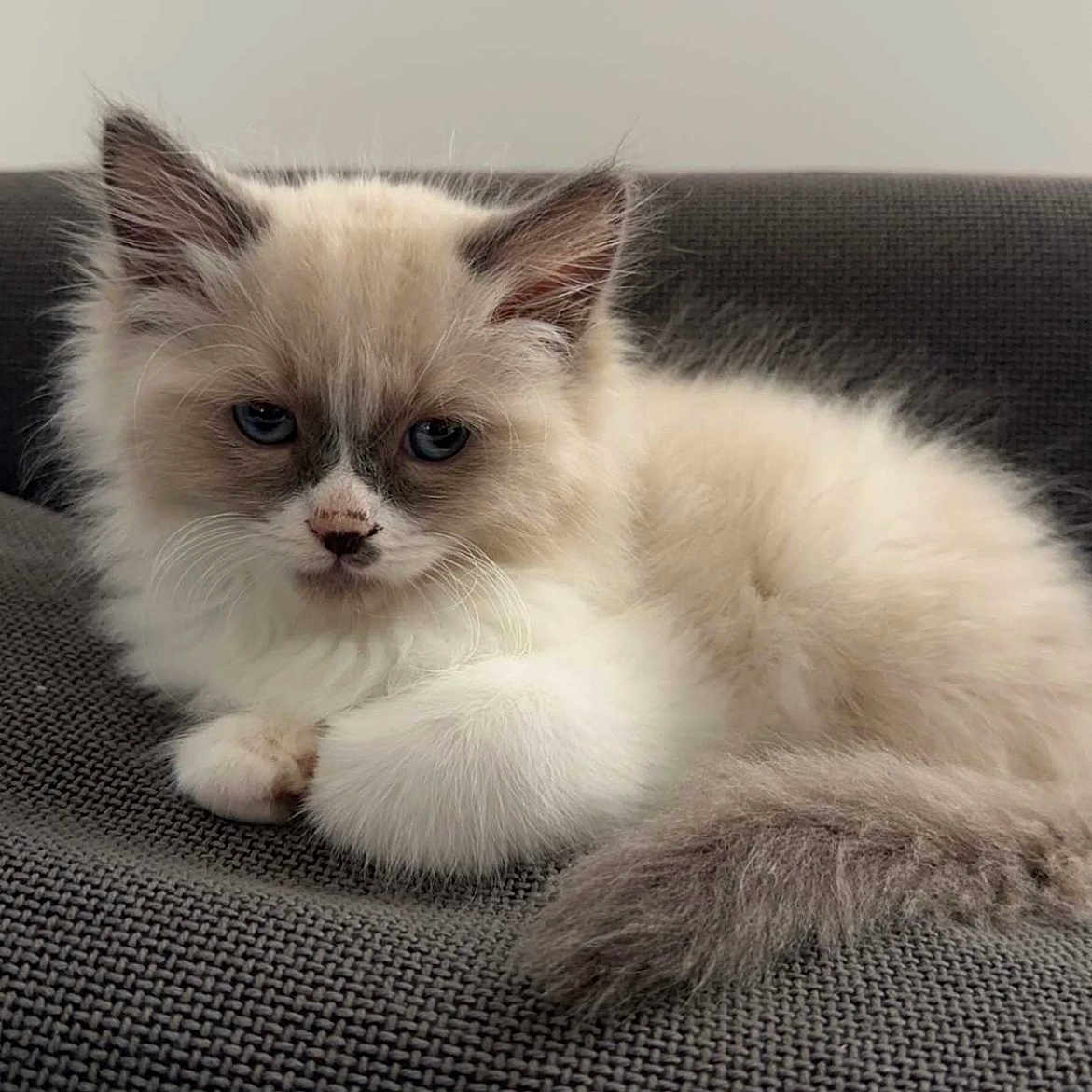 Lottie joined the competition — help win amazing prizes! angora, animal, blanket, canine, cat, couch, dog, face, furniture, head, kitten, manx, person, pet, photography, portrait, puppy, siamese, snout, white