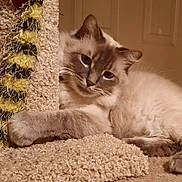 Mr.cooper joined the competition — help win amazing prizes! animal, beige, blue_eyes, carpet, cat, closeup, cozy, cute, feline, fluffy, fur, furniture, home, indoor, paw, pet, relaxed, resting, scratching_post, whiskers