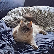 Mr.cooper joined the competition — help win amazing prizes! animal, bed, blue_sheets, cat, comfort, cozy, cute, domestic, feline, fluffy, fur, indoor, laid_back, pet, pillow, relaxed, resting, sleepy, tail, whiskers