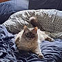 Mr.cooper is registered to the contest to win money with this photo: animal, bed, bedding, blue, calm, cat, cozy, cute, domestic, feline, fluffy, fur, indoor, lying_down, patterned, pet, pillow, relaxed, resting, tail