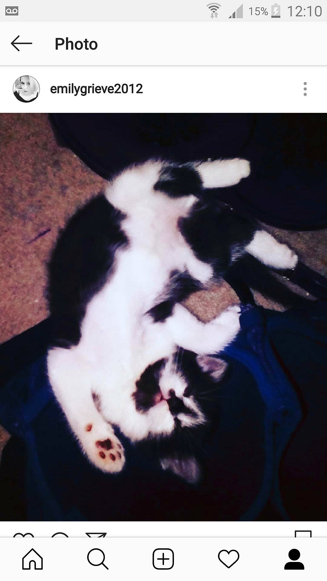 Junior joined the competition — help win amazing prizes! cat, cat_like_mammal, font, fur, headwear, paw, person, photo_caption, screenshot, small_to_medium_sized_cats, whiskers