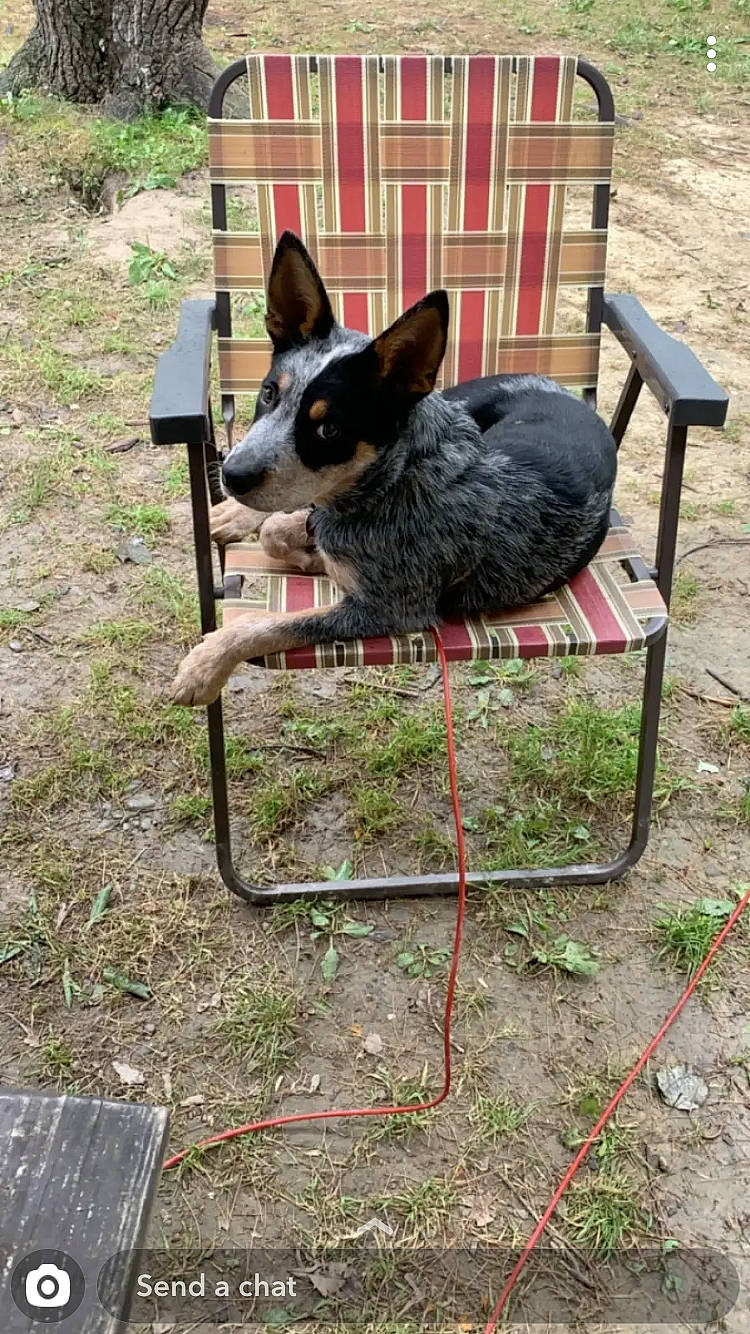 Milo is registered to the contest to win money with this photo: australian_cattle_dog, australian_stumpy_tail_cattle_dog, canidae, carnivore, dog, dog_breed, koolie, mammal, texas_heeler, vertebrate, working_dog