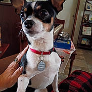 Jack joined the competition — help win amazing prizes! black_and_white_dog, collar, cozy, dog, ears, floor, furniture, hand, home, indoor, lap, person, pet, piano, plaid_pants, red_collar, shelf, small_dog, table, tag