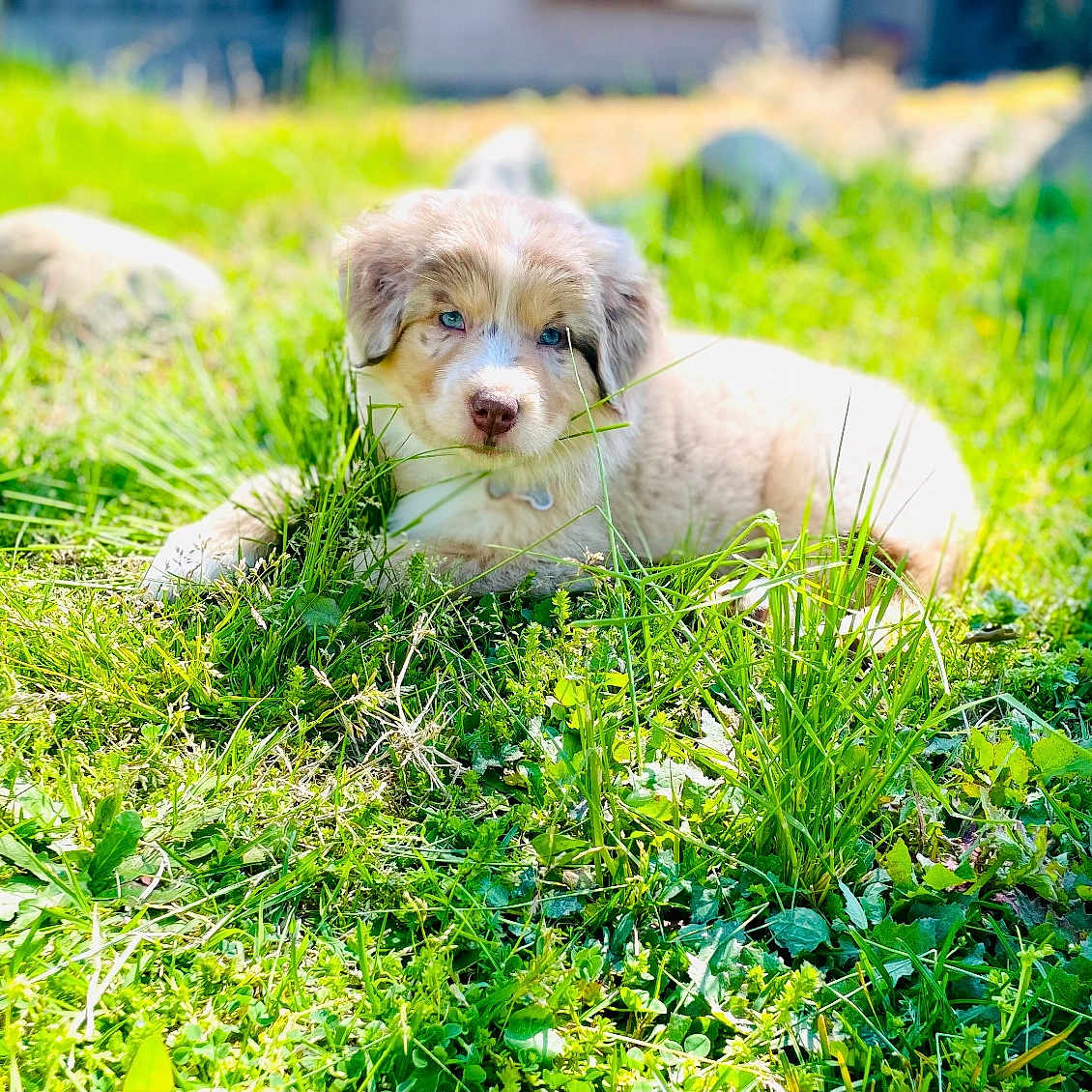 Arley joined the competition — help win amazing prizes! animal, canine, cute, daytime, dog, eyes, fur, grass, greenery, laying_down, mammal, nature, outdoor, pet, puppy, relaxing, rocks, summer, sunlight, young_dog