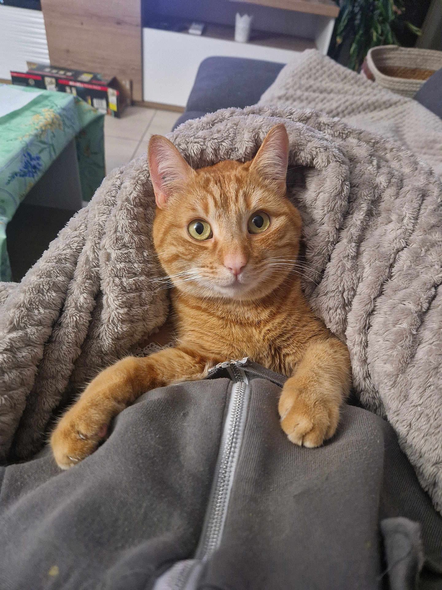 Saxo a rejoint le concours — aidez-le/la à gagner de superbes lots ! cat, orange_tabby, blanket, cozy, indoor, pet, feline, fur, paws, curious, wide_eyes, zipper, clothing, sofa, home, comfort, relaxation, domestic_animal, cute, fluffy