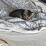 kitten, cat, sleeping, tabby, blanket, bed, cozy, fur, pet, indoor, resting, small, cute, animal, comfort, home, soft, texture, relaxation, nap
