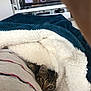 kitten, cat, blanket, cozy, striped_shirt, indoor, television, furniture, shelf, snuggling, pet, cute, fur, eyes, home, relaxing, warm, soft, resting, comfort