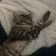 Marty participe au concours pour gagner de l'argent avec cette photo : kitten, sleeping, blanket, cozy, fur, paw, striped, tabby, cute, pet, animal, relaxed, resting, soft, warm, indoor, feline, comfort, snuggle, peaceful