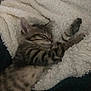 kitten, sleeping, blanket, cozy, fur, paw, striped, tabby, cute, pet, animal, relaxed, resting, soft, warm, indoor, feline, comfort, snuggle, peaceful