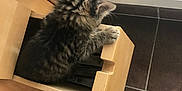 Marty a rejoint le concours — aidez-le/la à gagner de superbes lots ! kitten, cat, drawer, wood, floor, tile, window, light, fur, tabby, pet, animal, curious, indoor, home, foot, paw, cute, feline, cozy