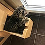 kitten, cat, drawer, wood, floor, tile, window, light, fur, tabby, pet, animal, curious, indoor, home, foot, paw, cute, feline, cozy