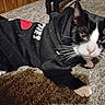 cat, tuxedo_cat, black_and_white, hoodie, clothing, pet, indoor, carpet, floor, animal, mammal, whiskers, ears, paws, close_up, cute, domestic, feline, looking, resting
