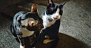 Dennis The Menace joined the competition — help win amazing prizes! cat, tabby_cat, black_and_white_cat, pet, animal, indoor, carpet, floor, feline, two_animals, curious, sitting, shadow, soft_lighting, close_together, whiskers, ears, collar, domestic, companions