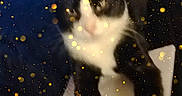 Dennis The Menace is registered to the contest to win money with this photo: animal, background, black_and_white, blur, blurry, cat, closeup, colorful, droplets, face, feline, glass, golden, indoor, light, paws, pet, rain_effect, reflection, sparkles