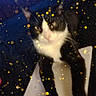 animal, background, black_and_white, blur, blurry, cat, closeup, colorful, droplets, face, feline, glass, golden, indoor, light, paws, pet, rain_effect, reflection, sparkles