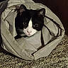 Dennis The Menace joined the competition — help win amazing prizes! cat, tuxedo_cat, fabric_bag, carpet, indoor, pet, animal, curious, black_and_white, cozy, playful, fur, face, ears, eyes, resting, home, domestic, cute, hidden